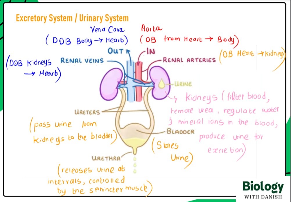 Biology lesson preview 2