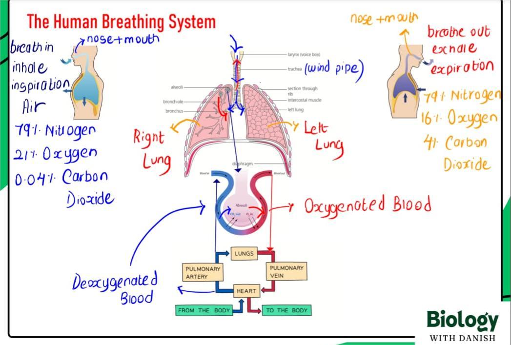 Biology lesson preview 3