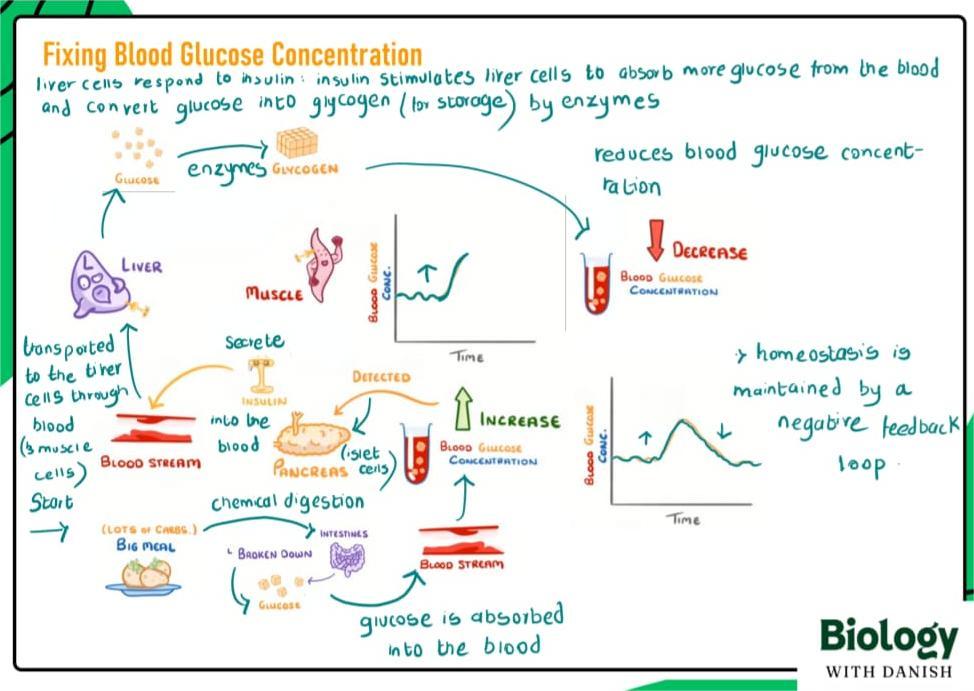 Biology lesson preview 4